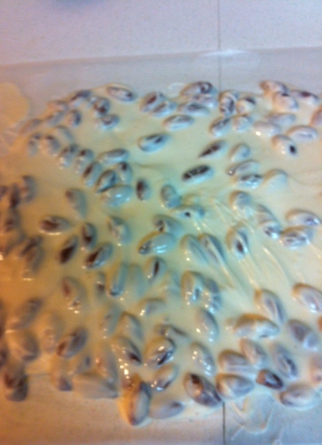 Almond Bark