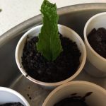 Plant Pudding Cups